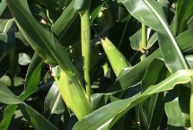 屯玉糯9103玉米栽培技術(shù)要點(diǎn)，種植密度每畝3500株