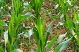 中正4號玉米栽培技術(shù)要點，春植全生育期104~106天
