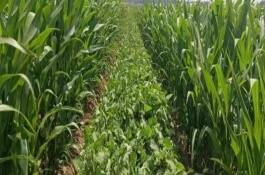 新實88玉米栽培技術(shù)要點，注意防治彎孢菌葉斑病