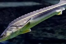 鱘魚離開水能活多久，應視情況而定