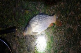 六月份能釣鯉魚，六月份的垂釣效果比較好