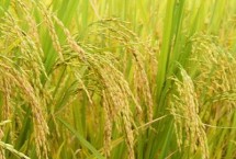 楚稻10號水稻栽培技術(shù)要點(diǎn)，全生育期179.4天