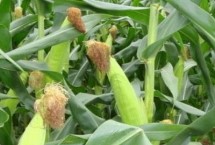 拓玉158玉米栽培技術(shù)要點，中抗穗腐病