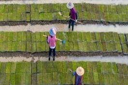 春分適合種什么農(nóng)作物，在春季播種時要施足底肥