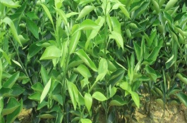 什么品種的橙樹(shù)苗好，常見(jiàn)的有塔羅科血橙、紐荷爾臍橙等