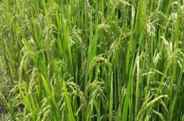 珍優(yōu)680水稻栽培技術(shù)要點，特別注意防治白葉枯病