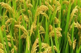 金優(yōu)498水稻栽培技術(shù)要點(diǎn)，6月25日左右播種