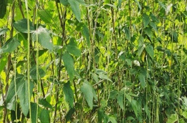 豆角開(kāi)花打什么藥高產(chǎn)，幼苗期要追施1-2次人糞尿