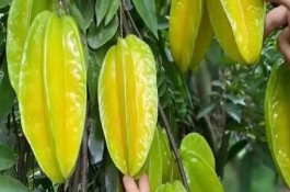 楊桃的生長環(huán)境，要挑選長勢良好、無病蟲害的樹苗