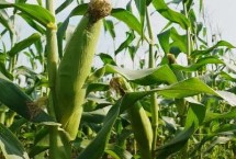 路單40號玉米栽培技術(shù)要點(diǎn)，中抗紋枯病