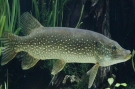 狗魚能不能養(yǎng)殖，我國有黑斑狗魚和白斑狗魚兩種