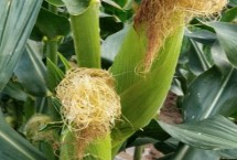 桂單663玉米栽培技術(shù)要點(diǎn)，桂單663玉米種子介紹