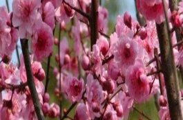 梅花怎么促花，通常持續(xù)一個(gè)月左右