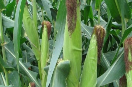 萬農(nóng)彩糯2號玉米栽培技術(shù)要點，秋播7月下旬前播種