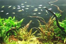 魚缸的使用壽命，通常為8-10年左右