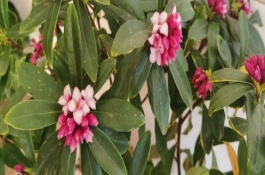 瑞香開花時澆水可以嗎，需要在花期后進(jìn)行修剪