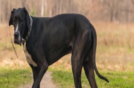 有哪些短毛大型犬，包括大丹犬、杜賓犬、羅威納犬等品種