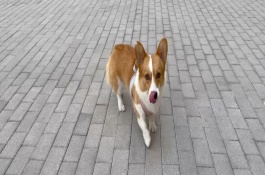 狂犬病毒傳染的方式，狗狗會出現(xiàn)精神沉郁、唾液增多等癥狀