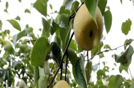 亳州市簡介，有蘇趙梨、苔干菜等