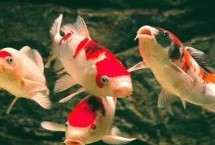 鯉魚和錦鯉有什么區(qū)別，前者的體型較大、后者的體型相對(duì)較小