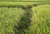 京粳7號水稻栽培技術要點，全生育期158.6天