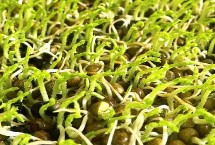 綠豆芽的生長過程，選種是培育的第一步