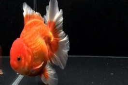 怎么給金魚喂食，水溫保持在18-25℃之間
