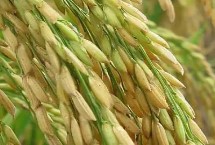 之兩優(yōu)68水稻栽培技術(shù)要點(diǎn)，該品種植株較矮
