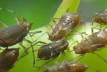 如何自制殺蟲劑，將花椒和辣椒等材料切碎混勻、加水浸泡后可噴灑治蚜
