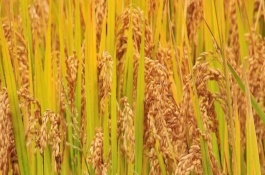 隆兩優(yōu)608水稻栽培技術要點，每畝有效穗數14.4萬穗