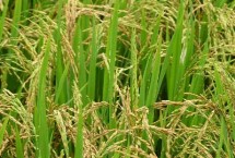 創(chuàng)兩優(yōu)豐占66水稻栽培技術(shù)要點，全生育期為133.2天
