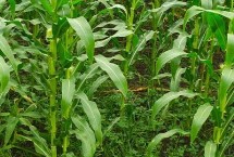 易歐得398玉米栽培技術(shù)要點，4月下旬至5月上旬播種