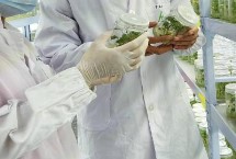 航天育種的基本目標(biāo)是什么，是利用太空特殊的誘變作用讓種子發(fā)生變異