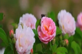 薔薇花期怎么施肥和澆水，等土壤發(fā)白時(shí)再提供水分