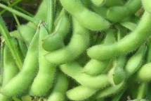 鐵鮮豆12大豆栽培技術(shù)要點，遼寧省春播生育期109天
