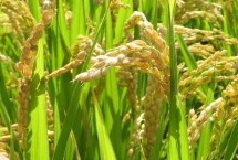 天隆粳1830水稻栽培技術(shù)要點，綜合防治病蟲害