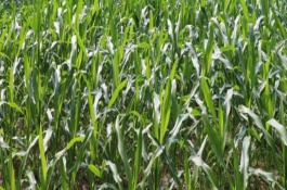 龍墾糯1 號玉米栽培技術(shù)要點(diǎn)，4月下旬至6月中旬播種