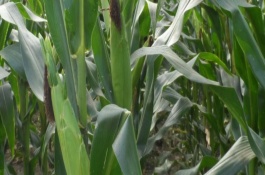 蠡玉13號玉米栽培技術(shù)要點(diǎn)，中抗小斑病