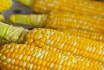 脊玉511玉米栽培技術(shù)要點，中抗大斑病