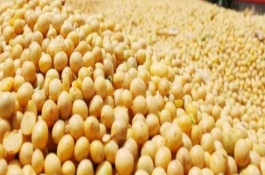 嫩奧6號(hào)大豆栽培技術(shù)要點(diǎn)，8月上旬防治食心蟲