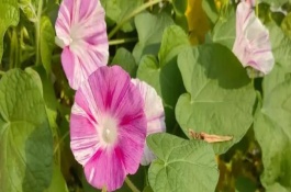 牽?；ǖ奶攸c，有緋紅、桃紅、紫色等