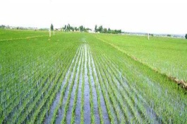 株兩優(yōu)831水稻栽培技術要點，該品種畝有效穗19.2萬