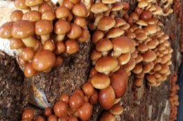 滑子菇開袋后如何管理，菌盤上架要避免陽光直射