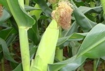 糯貝爾9號(hào)玉米栽培技術(shù)要點(diǎn)，種衣劑包衣防治地下害蟲(chóng)