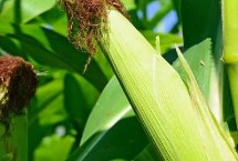 蒙種719玉米栽培技術(shù)要點(diǎn)，4月末至5月初播種
