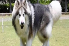 怎么辨別阿拉斯加犬，體型、瞳孔顏色均不同