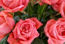粉玫瑰的花語，屬于薔薇目、薔薇科直立灌木