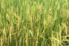 原旱稻3號水稻栽培技術(shù)要點，畝播種量7～8千克