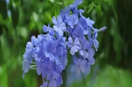 藍(lán)雪花修剪后如何養(yǎng)護(hù)，生長(zhǎng)初期可進(jìn)行摘心和打頂