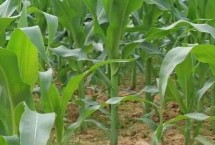 金科515玉米栽培技術(shù)要點(diǎn)，一般適宜播期4月中上旬